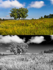 Read more about the article Black and White Infrared Look from a Color Photo in 60 Seconds