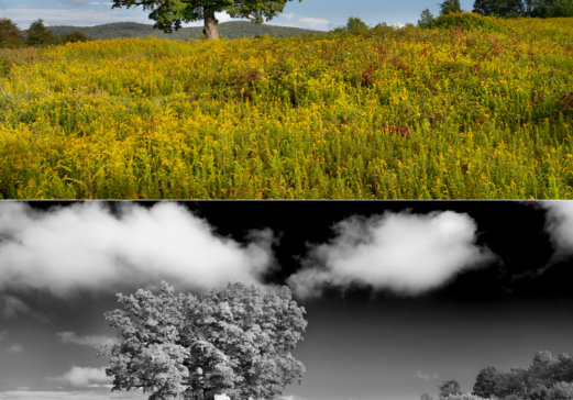 Black and White Infrared Look from a Color Photo in 60 Seconds
