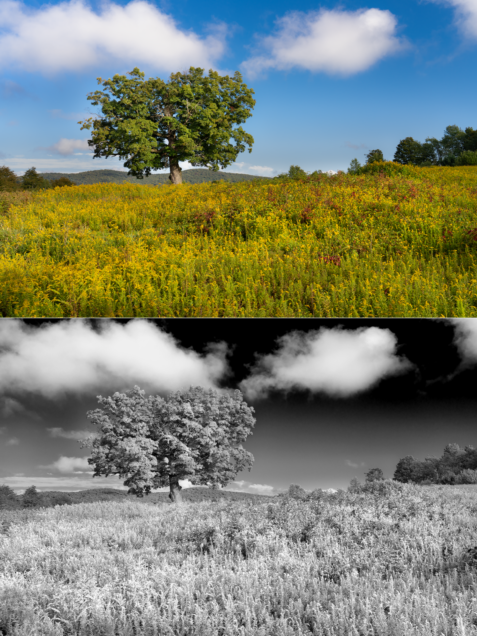 You are currently viewing Black and White Infrared Look from a Color Photo in 60 Seconds